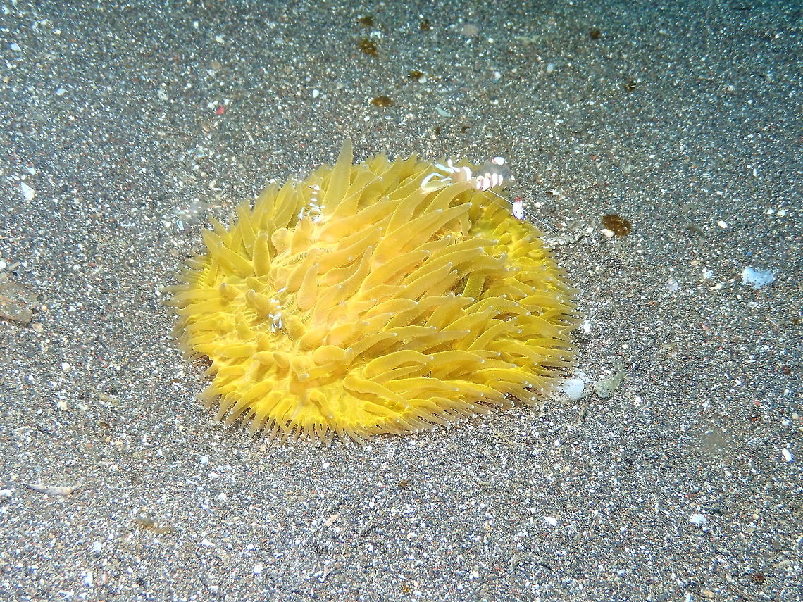 Fungia coral-with flash Rojos I, Lembeh<br />
<figure class="photo"><a href="https://www.jungledragon.com/image/75151/fungia_coral-_same_coral_without_flash.html" title="Fungia coral- same coral without flash"><img src="https://s3.amazonaws.com/media.jungledragon.com/images/2298/75151_thumb.JPG?AWSAccessKeyId=05GMT0V3GWVNE7GGM1R2&Expires=1769040010&Signature=O6eTx%2BdUr2ssjZ0Sw7EdDaYAkcw%3D" width="200" height="150" alt="Fungia coral- same coral without flash Rojos I, Lembeh.<br />
https://www.jungledragon.com/image/75150/fungia_coral-with_flash.html Geotagged,Indonesia,Spring" /></a></figure> Geotagged,Indonesia,Spring