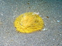 Fungia coral-with flash Rojos I, Lembeh<br />
https://www.jungledragon.com/image/75151/fungia_coral-_same_coral_without_flash.html Geotagged,Indonesia,Spring