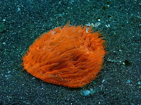 Fungia coral- same coral without flash Rojos I, Lembeh.
https://www.jungledragon.com/image/75150/fungia_coral-with_flash.html Geotagged,Indonesia,Spring