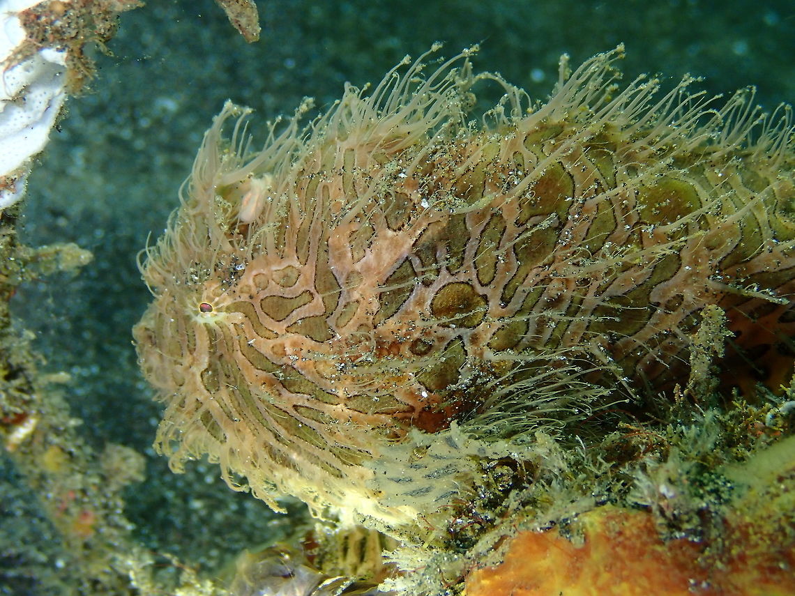 Striated Frogfish - Antennarius striatus Rojos I, Lembeh.<br />
We revisited this frogfish in a second dive :-)<br />
<figure class="photo"><a href="https://www.jungledragon.com/image/75300/striated_frogfish_-_antennarius_striatus.html" title="Striated Frogfish - Antennarius striatus"><img src="https://s3.amazonaws.com/media.jungledragon.com/images/2298/75300_thumb.JPG?AWSAccessKeyId=05GMT0V3GWVNE7GGM1R2&Expires=1763596810&Signature=2MPxZDrDRH4TRRtW6J1InDjTKSQ%3D" width="200" height="150" alt="Striated Frogfish - Antennarius striatus Rojos I, Lembeh. Yes, always in the same spot. He or she is very predictable :-) Antennarius striatus,Geotagged,Indonesia,Spring,Striated frogfish" /></a></figure><br />
<figure class="photo"><a href="https://www.jungledragon.com/image/75301/striated_frogfish_-_antennarius_striatus.html" title="Striated Frogfish - Antennarius striatus"><img src="https://s3.amazonaws.com/media.jungledragon.com/images/2298/75301_thumb.JPG?AWSAccessKeyId=05GMT0V3GWVNE7GGM1R2&Expires=1763596810&Signature=5k9nEUq7d3Wu4nLJ1kupufej8gk%3D" width="200" height="150" alt="Striated Frogfish - Antennarius striatus Rojos I, Lembeh.<br />
Bye my friend, last time I see you! Antennarius striatus,Geotagged,Indonesia,Spring,Striated frogfish" /></a></figure> Antennarius striatus,Geotagged,Indonesia,Spring,Striated frogfish