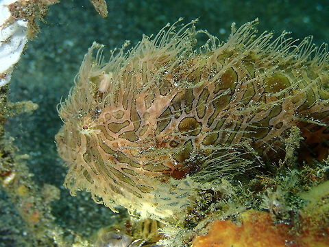 Striated Frogfish - Antennarius striatus Rojos I, Lembeh.
We revisited this frogfish in a second dive :-)
https://www.jungledragon.com/image/75300/striated_frogfish_-_antennarius_striatus.html
https://www.jungledragon.com/image/75301/striated_frogfish_-_antennarius_striatus.html Antennarius striatus,Geotagged,Indonesia,Spring,Striated frogfish