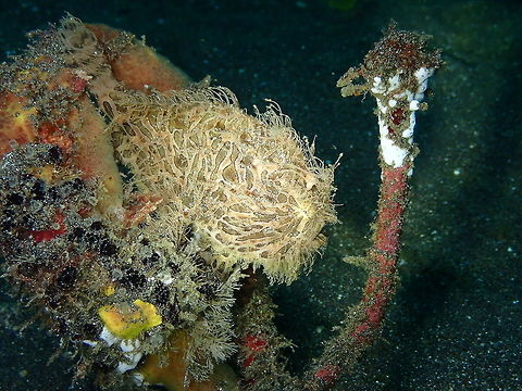 Striated Frogfish - Antennarius striatus Rojos I, Lembeh. Yes, always in the same spot. He or she is very predictable :-) Antennarius striatus,Geotagged,Indonesia,Spring,Striated frogfish