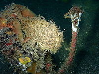 Striated Frogfish - Antennarius striatus Rojos I, Lembeh. Yes, always in the same spot. He or she is very predictable :-) Antennarius striatus,Geotagged,Indonesia,Spring,Striated frogfish