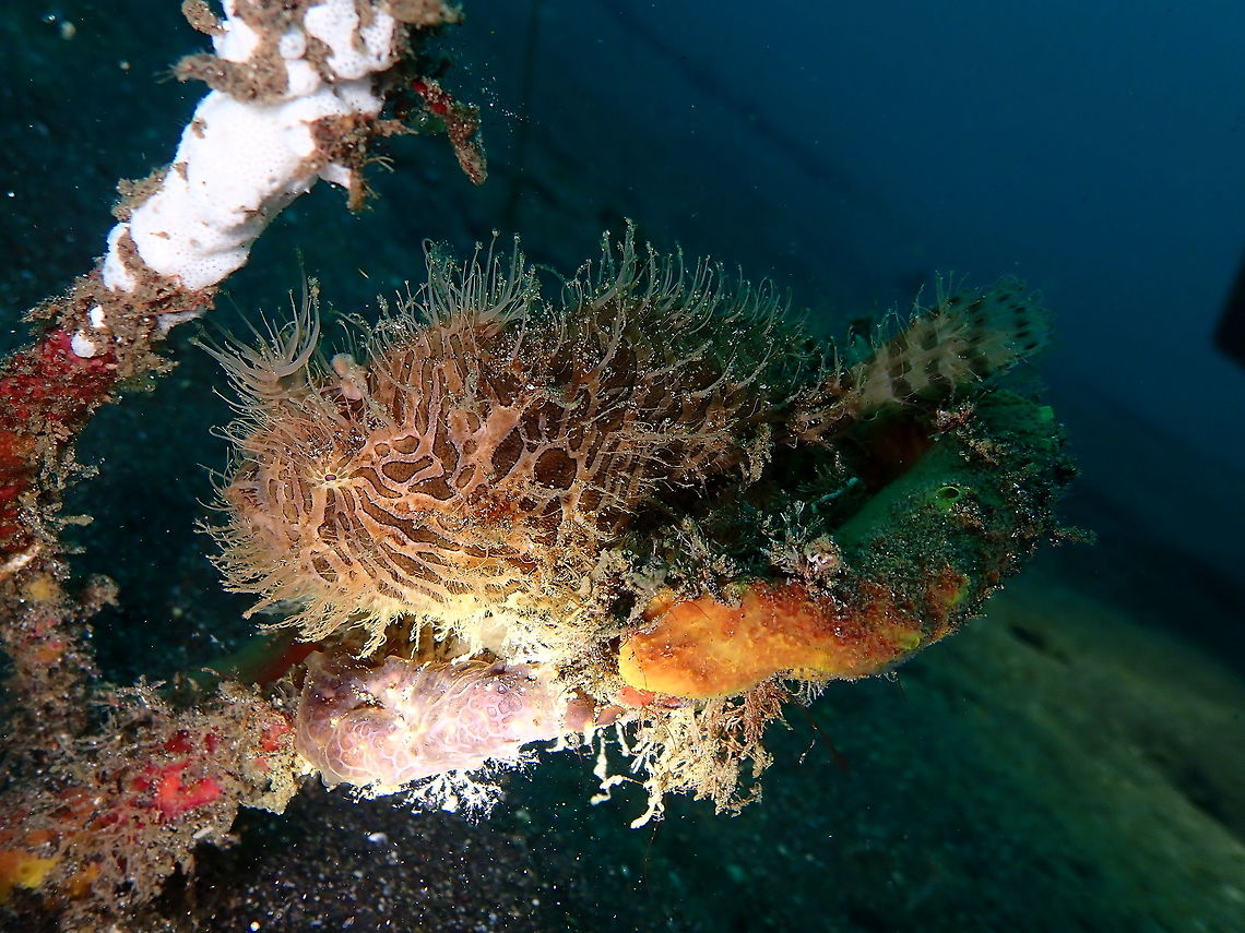 Striated Frogfish - Antennarius striatus Rojos I, Lembeh.<br />
Bye my friend, last time I see you! Antennarius striatus,Geotagged,Indonesia,Spring,Striated frogfish
