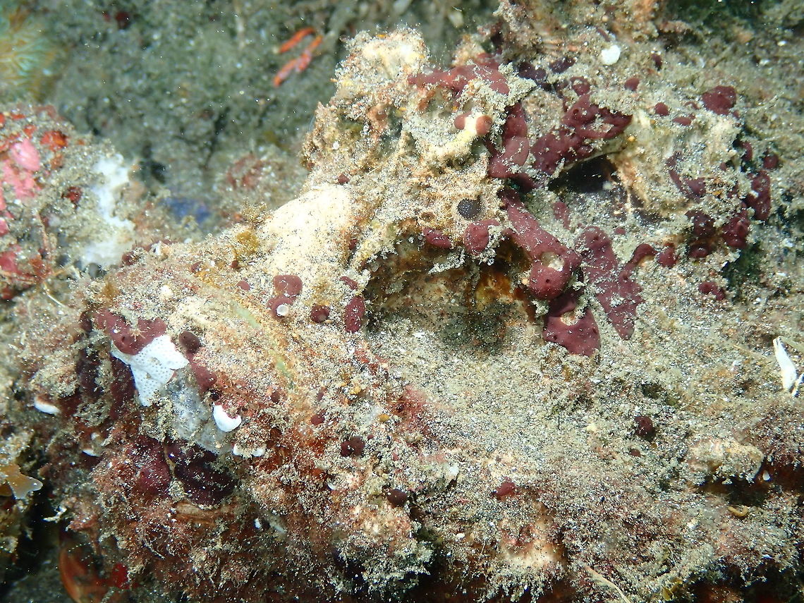 Estuarine stonefish - Synanceia horrida Rojos I, Lembeh. One of these &#039;find the fish&#039;! Estuarine stonefish,Geotagged,Indonesia,Spring,Synanceia horrida