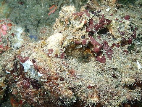 Estuarine stonefish - Synanceia horrida Rojos I, Lembeh. One of these 'find the fish'! Estuarine stonefish,Geotagged,Indonesia,Spring,Synanceia horrida