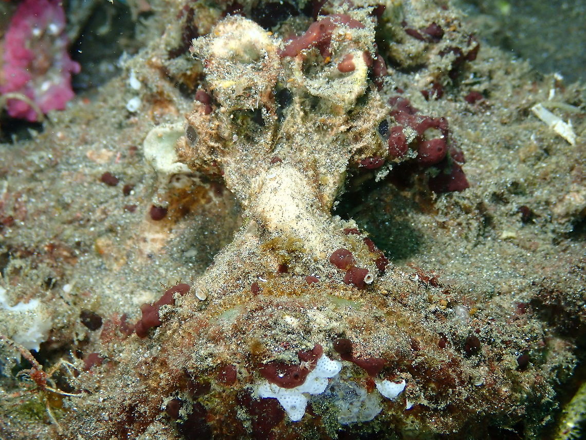 Estuarine stonefish - Synanceia horrida Rojos I, Lembeh.<br />
Again, find the fish! Estuarine stonefish,Synanceia horrida