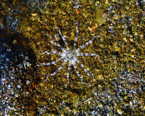 Edwardsianthus pudicus Rojos I, Lembeh. Tentative ID base on similarity to spottings shown in Diverosa:
https://www.diverosa.com/categories/Anemones.htm Burrowing Sea Anemone,Edwardsianthus pudicus,Geotagged,Indonesia,Spring