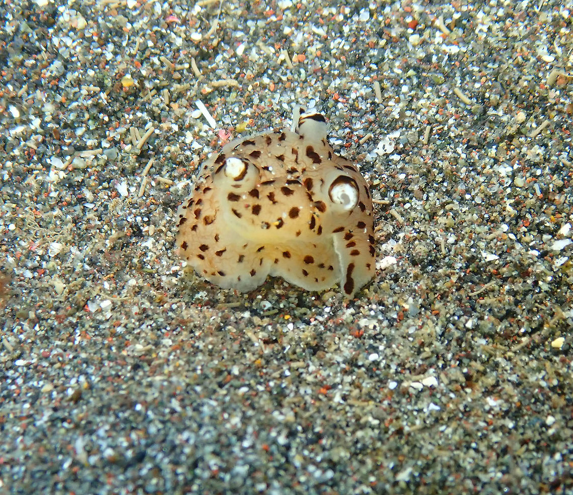 Euselenops luniceps Rojos I, Lembeh. A tiny one, all folded on itself. Euselenops luniceps,Geotagged,Indonesia,Spring