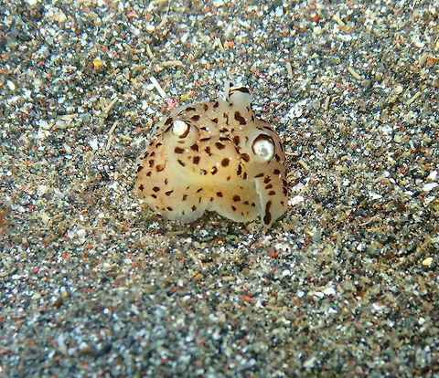 Euselenops luniceps Rojos I, Lembeh. A tiny one, all folded on itself. Euselenops luniceps,Geotagged,Indonesia,Spring