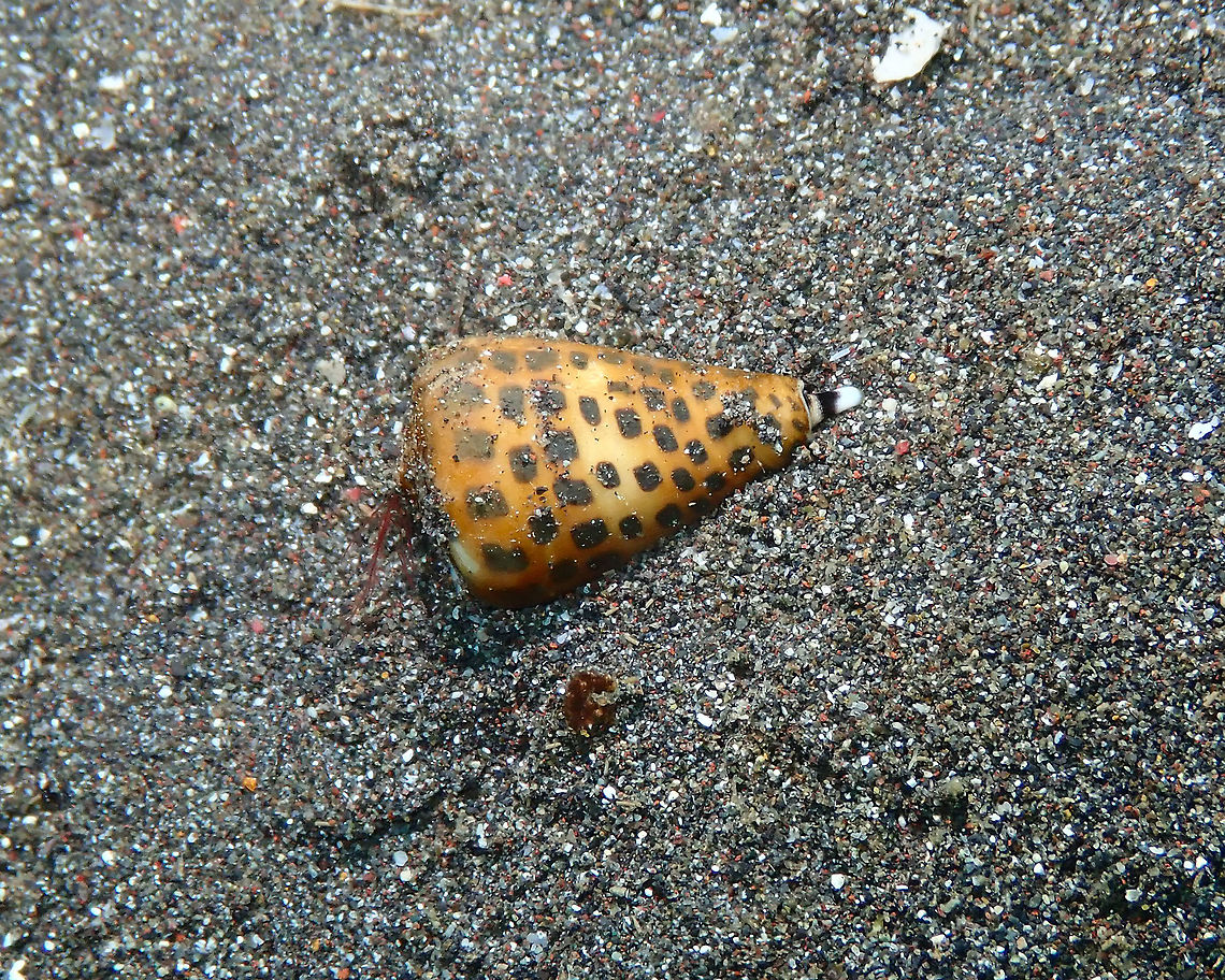 Conus eburneus Rojos I, Lembeh.<br />
Very careful not to touch this guy! Conus eburneus,Geotagged,Indonesia,Ivory Cone,Spring