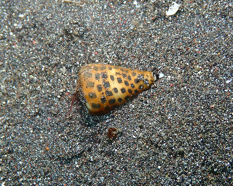 Conus eburneus Rojos I, Lembeh.
Very careful not to touch this guy! Conus eburneus,Geotagged,Indonesia,Ivory Cone,Spring