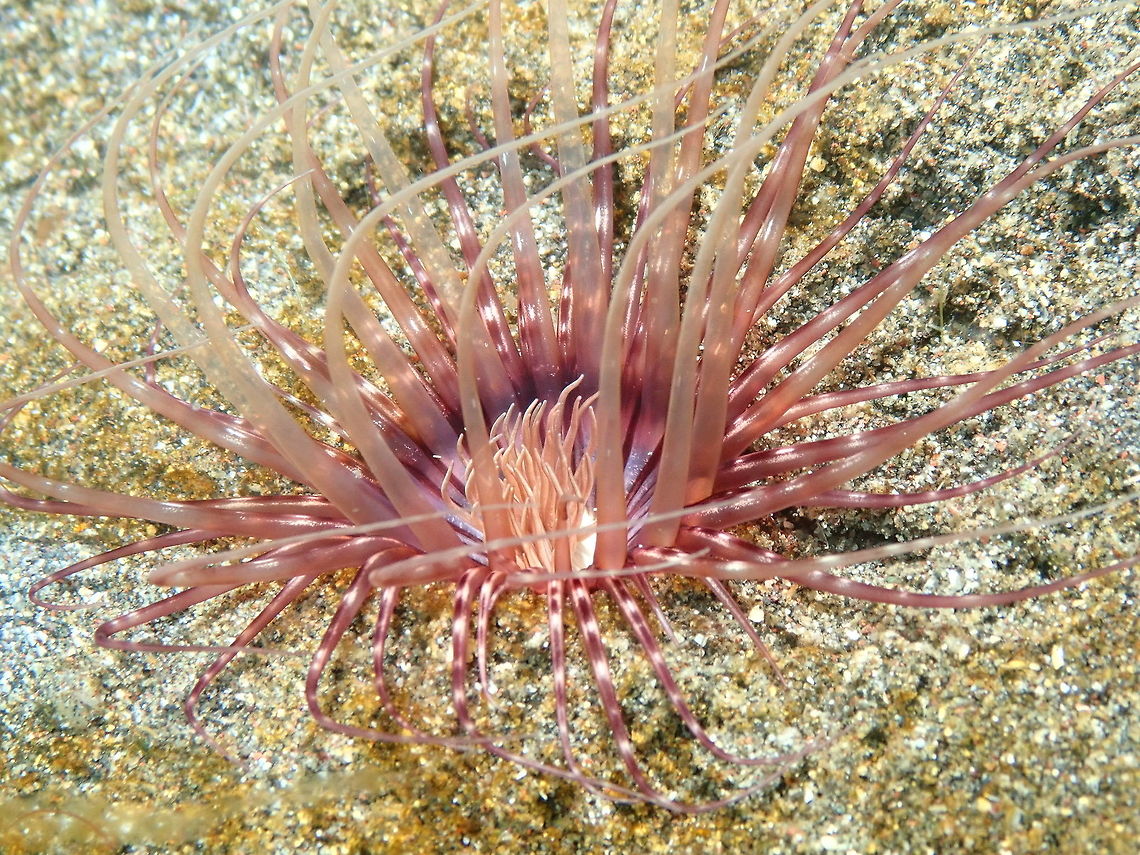 Banded Tube-Dwelling Anemone - Pachycerianthus maua Rojos I, Lembeh. Banded Tube Dwelling Anemone,Geotagged,Indonesia,Pachycerianthus maua,Spring