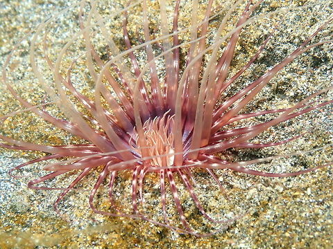 Banded Tube-Dwelling Anemone - Pachycerianthus maua Rojos I, Lembeh. Banded Tube Dwelling Anemone,Geotagged,Indonesia,Pachycerianthus maua,Spring