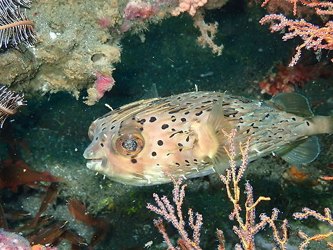 Diodon holocanthus Rojos I, Lembeh. Diodon holocanthus,Geotagged,Indonesia,Longspined porcupinefish,Spring