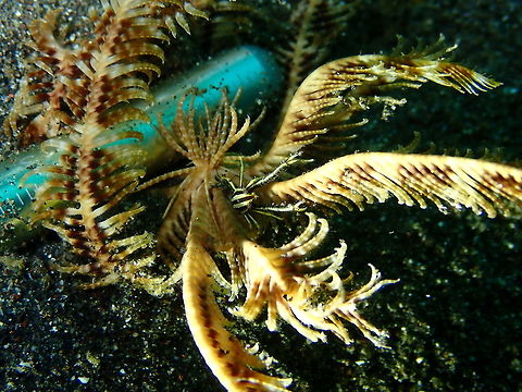Only a few milimeters ...Allogalathea elegans Rojos I, Lembeh.
See with the pointer next to it how tiny these guys are! Allogalathea elegans,Elegant Squat Lobster,Geotagged,Indonesia,Spring