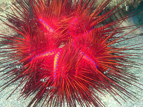 Astropyga radiata and baby Banggai cardinalfishes Rojos I, Lembeh.
The ever flashy sea urchin A. radiata, offering shelter to baby Banggai cardinalfishes. Astropyga radiata,Red urchin