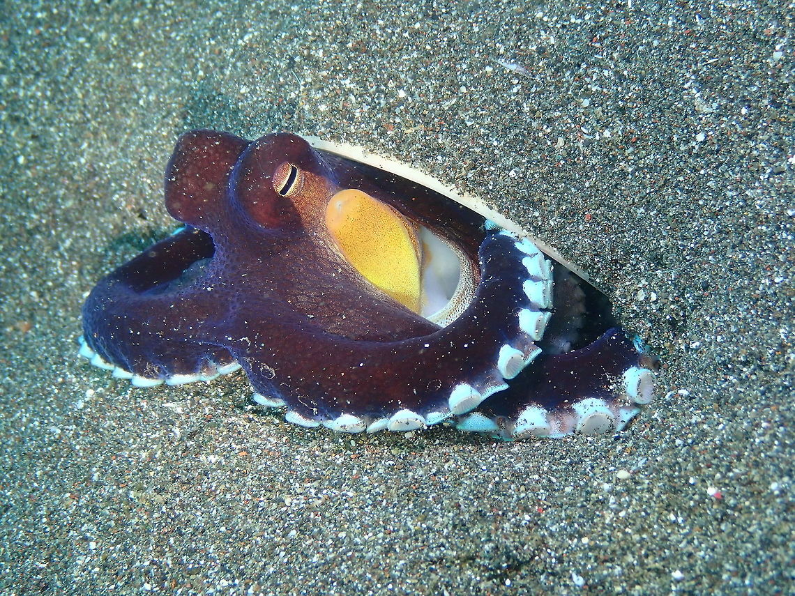 Coconut octopus - Amphioctopus marginatus Rojos I, Lembeh.<br />
<figure class="photo"><a href="https://www.jungledragon.com/image/75376/coconut_octopus_with_its_shell-_amphioctopus_marginatus.html" title="Coconut octopus with its shell- Amphioctopus marginatus"><img src="https://s3.amazonaws.com/media.jungledragon.com/images/2298/75376_thumb.JPG?AWSAccessKeyId=05GMT0V3GWVNE7GGM1R2&Expires=1767225610&Signature=gIPqqMgwCW8DI1ai%2BoqRHJxHnlU%3D" width="200" height="150" alt="Coconut octopus with its shell- Amphioctopus marginatus Rojos I, Lembeh.<br />
Here the same octopus as in previous pic but with the shell he was burying himself with :-) Amphioctopus marginatus,Coconut octopus" /></a></figure> Amphioctopus marginatus,Coconut octopus,Geotagged,Indonesia,Spring