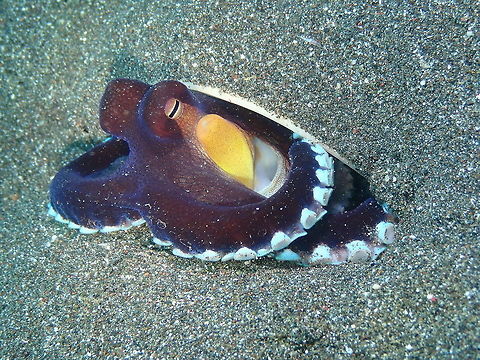 Coconut octopus - Amphioctopus marginatus Rojos I, Lembeh.
https://www.jungledragon.com/image/75376/coconut_octopus_with_its_shell-_amphioctopus_marginatus.html Amphioctopus marginatus,Coconut octopus,Geotagged,Indonesia,Spring