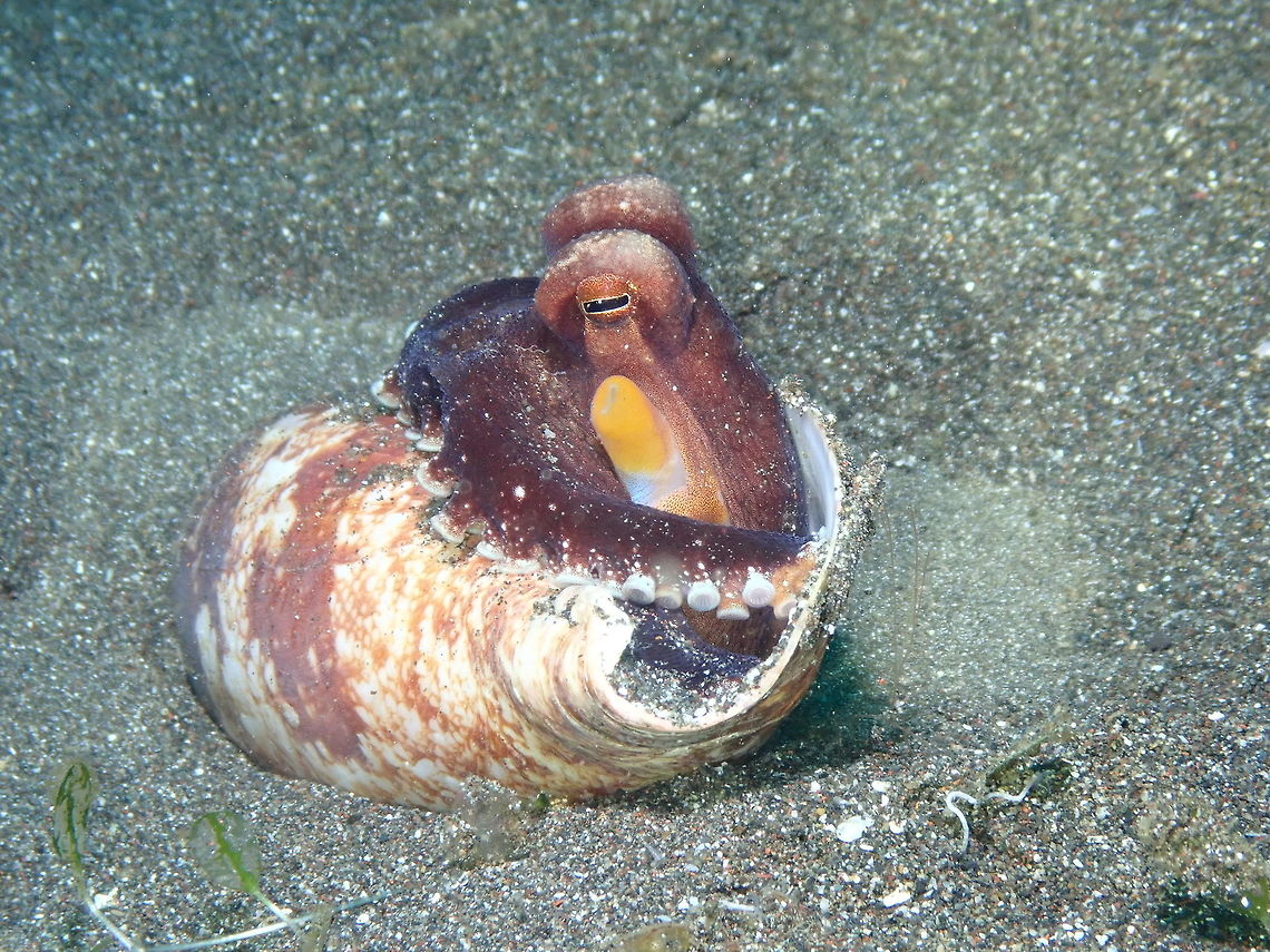 Coconut octopus with its shell- Amphioctopus marginatus Rojos I, Lembeh.<br />
Here the same octopus as in previous pic but with the shell he was burying himself with :-) Amphioctopus marginatus,Coconut octopus
