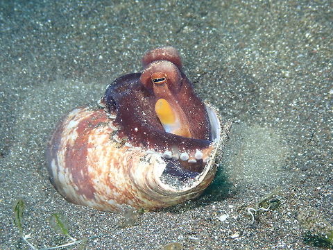 Coconut octopus with its shell- Amphioctopus marginatus Rojos I, Lembeh.
Here the same octopus as in previous pic but with the shell he was burying himself with :-) Amphioctopus marginatus,Coconut octopus