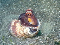 Coconut octopus with its shell- Amphioctopus marginatus Rojos I, Lembeh.<br />
Here the same octopus as in previous pic but with the shell he was burying himself with :-) Amphioctopus marginatus,Coconut octopus