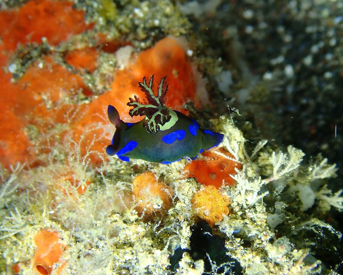 Tambja morosa - juvenile Rojos I, Lembeh. Geotagged,Gloomy Nudibranch,Indonesia,Spring,Tambja morosa