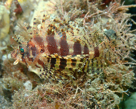 Dwarf Lionfish - Dendrochirus brachypterus Rojos I, Lembeh. Dendrochirus brachypterus,Dwarf lionfish,Geotagged,Indonesia,Spring
