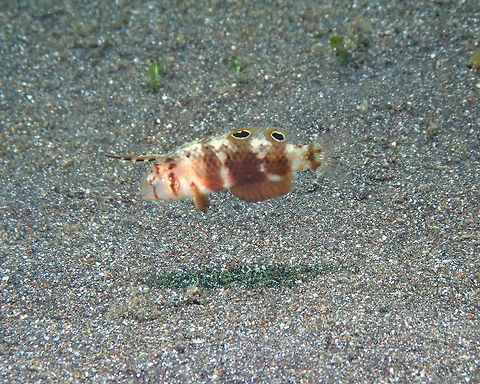 Peacock wrasse juvenile - Iniistius pavo Rojos I, Lembeh. Geotagged,Indonesia,Iniistius pavo,Peacock wrasse,Spring