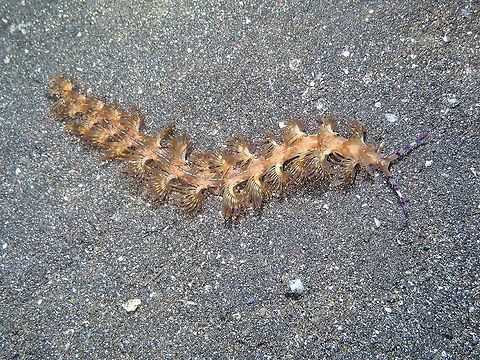 Pteraeolidia semperi Rojos I, Lembeh. Geotagged,Indonesia,Pteraeolidia semperi,Spring