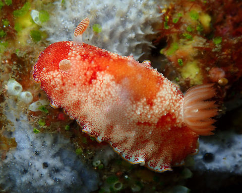Goniobranchus tinctorius Nudi Falls, Lembeh. Geotagged,Goniobranchus tinctorius,Indonesia,Spring