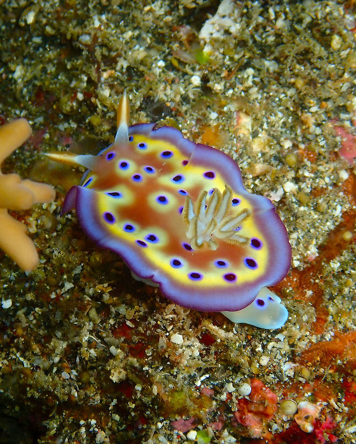 Goniobranchus kuniei Nudi Falls, Lembeh. Geotagged,Goniobranchus kuniei,Indonesia,Spring