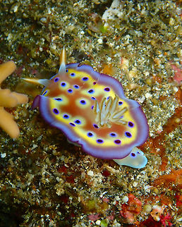 Goniobranchus kuniei Nudi Falls, Lembeh. Geotagged,Goniobranchus kuniei,Indonesia,Spring