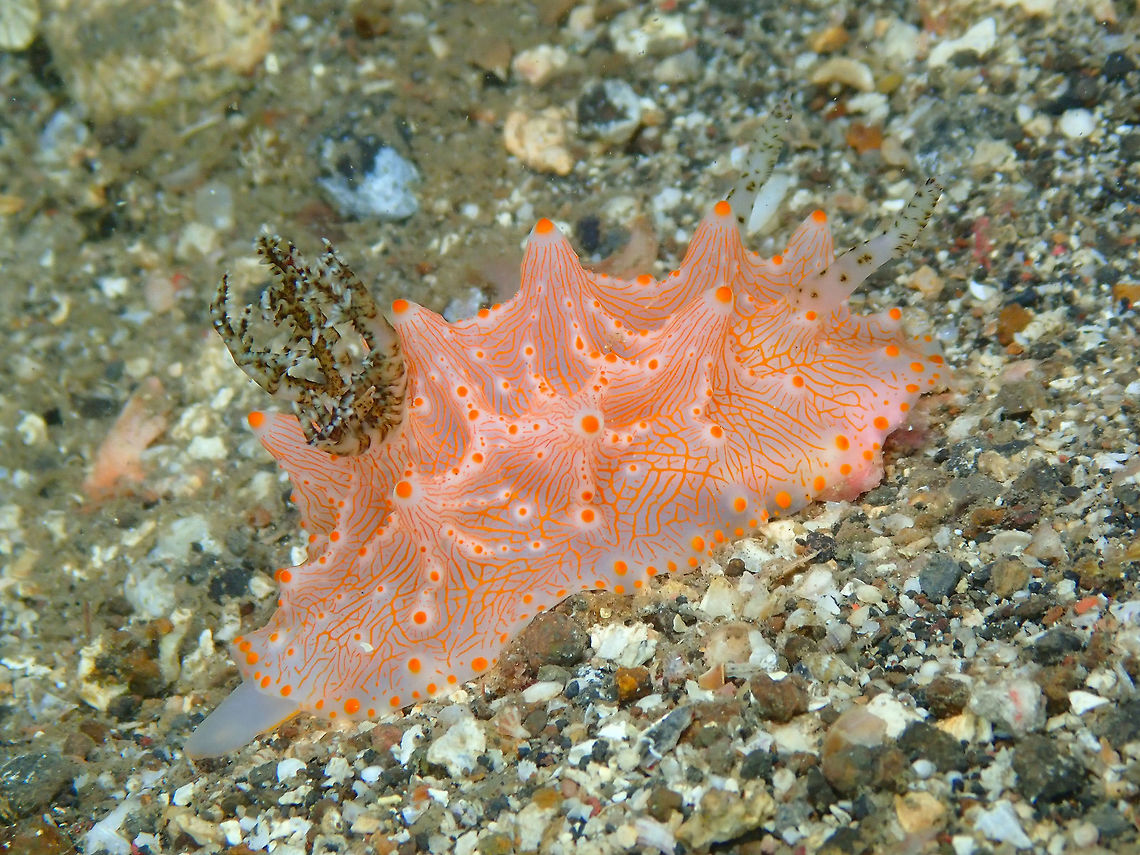 Halgerda batangas Nudi Falls, Lembeh. Batangas Halgerda,Geotagged,Halgerda batangas,Indonesia,Spring