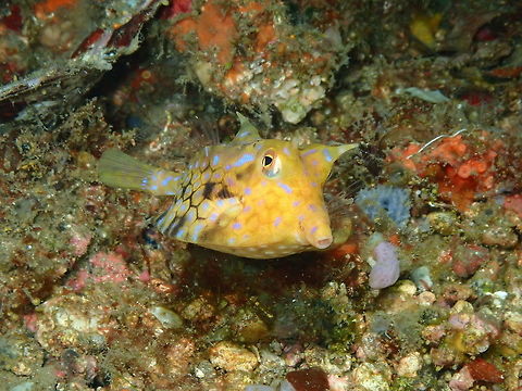 Thornback cowfish - Lactoria fornasini Nudi Falls, Lembeh. Geotagged,Indonesia,Lactoria fornasini,Spring,Thornback cowfish