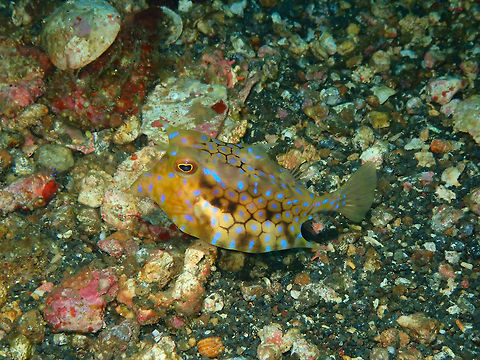 Thornback cowfish - Lactoria fornasini Nudi Falls, Lembeh. Geotagged,Indonesia,Lactoria fornasini,Spring,Thornback cowfish