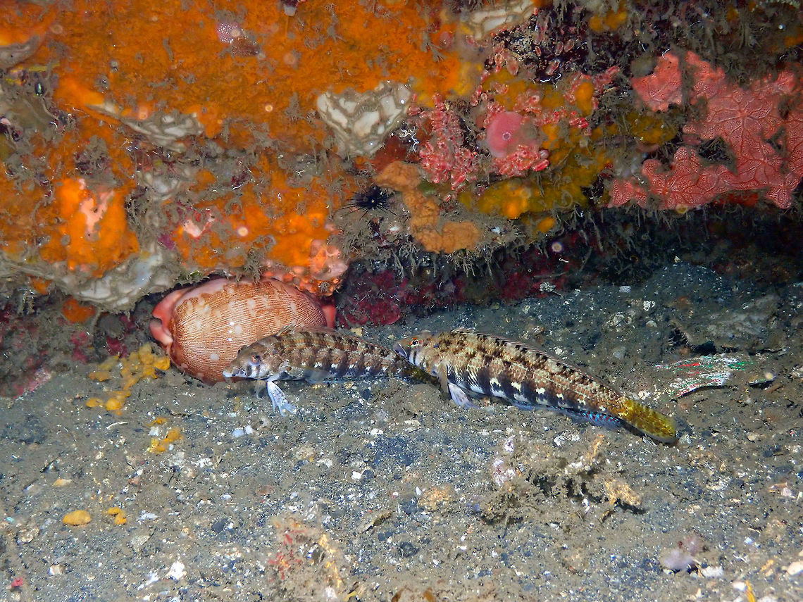 Map Cowry (Cypraea mappa) with two sandperches Nufi Falls, Lembeh. The highlighted species is Cypraea mappa, the big pink cowry on the left, but it is in the good company of two sandperch fishes. Geotagged,Indonesia,Leporicypraea mappa,Map cowry,Spring