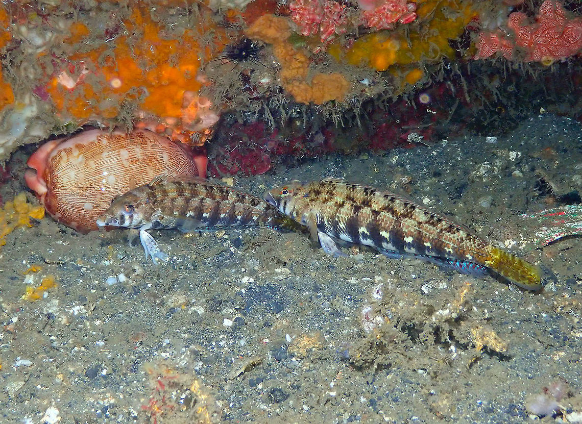 Cylindrical/Sharpnose Sandperch (Parapercis cylindrica) Nudi Falls, Lembeh. I noticed that this species of sandperch was not yet in JD so I have added a close-up of the couple, next to the cowry. This species has two variant colorations. In this case the yellow tail variety, commonly seen in Indonesia, is shown in the picture. Geotagged,Indonesia,Parapercis cylindrica,Spring