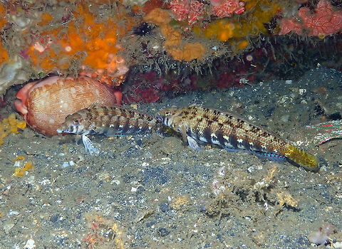 Cylindrical/Sharpnose Sandperch (Parapercis cylindrica) Nudi Falls, Lembeh. I noticed that this species of sandperch was not yet in JD so I have added a close-up of the couple, next to the cowry. This species has two variant colorations. In this case the yellow tail variety, commonly seen in Indonesia, is shown in the picture. Geotagged,Indonesia,Parapercis cylindrica,Spring