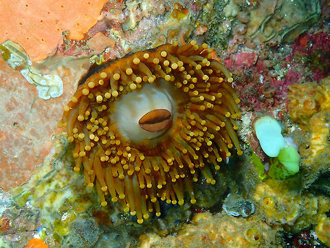 A very lippy Paracorynactis hoplites Nudi Falls, Lembeh. Geotagged,Hoplites Corallimorph,Indonesia,Paracorynactis hoplites,Spring
