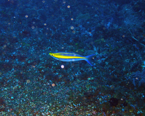 Double Whiptail (adult) -Pentapodus_emeryii Nudi Falls, Lembeh. Double Whiptail,Geotagged,Indonesia,Pentapodus emeryii,Spring