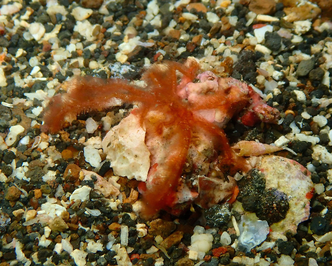 A very fluffy Orangutan crab - Achaeus japonicus Nudi Falls, Lembeh. Achaeus japonicus,Geotagged,Indonesia,Orang-utan crab,Spring