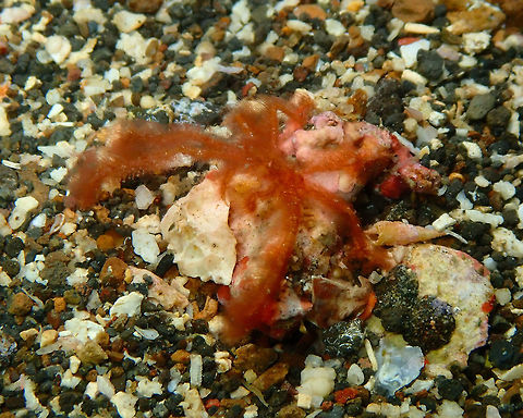 A very fluffy Orangutan crab - Achaeus japonicus Nudi Falls, Lembeh. Achaeus japonicus,Geotagged,Indonesia,Orang-utan crab,Spring