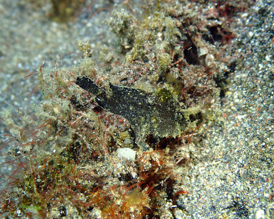 Antennarius randalli Rojos I, Lembeh. One would almost not pick up sight of this tiny frogfish in the middle of the algae and sand debris...it is so well camouflaged. Antennarius randalli,Geotagged,Indonesia,Randalls frogfish,Spring