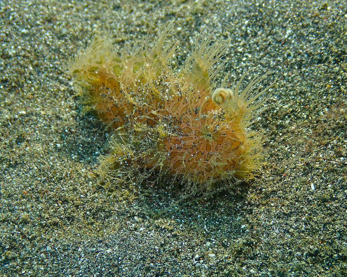 Hairy Frogfish with curly hairdo -Antennarius striatus Rojos I, Lembeh. This juvenile frogfish has what looks like a pretty curly hairdo on its forehead. But this is in reality a lure..<br />
Curly hairdo in action:<br />
<figure class="photo"><a href="https://www.jungledragon.com/image/76228/striated_frogfish_-_antennarius_striatus-_lure_on_the_hunt.html" title="Striated Frogfish - Antennarius striatus- Lure on the hunt"><img src="https://s3.amazonaws.com/media.jungledragon.com/images/2298/76228_thumb.JPG?AWSAccessKeyId=05GMT0V3GWVNE7GGM1R2&Expires=1759968010&Signature=1zW6inl7IxJmycwFynB6%2Febo4J0%3D" width="200" height="160" alt="Striated Frogfish - Antennarius striatus- Lure on the hunt Rojos I, Lembeh. Here&#039;s what the curly &#039;hairdo&#039; is really for: it is located at the tip of an antenna-like appendage that the frogfish extends and stirs in the water in front of it to attract small fishes. If fast enough it will make a sudden opened mouth motion forward when the fish is distracted by the lure and this way it will catch it. My husband made a video of the stirry lure. I think this frogfish did not get a prey this time. He was a juvenile practicing. I hope he will have catched enough later on to become bigger. He was very close to where the big hairy frogfish -on other pictures posted- was placed so it is likely a son/daughter of this one. Antennarius striatus,Geotagged,Indonesia,Spring,Striated frogfish" /></a></figure> Antennarius striatus,Geotagged,Indonesia,Spring,Striated frogfish