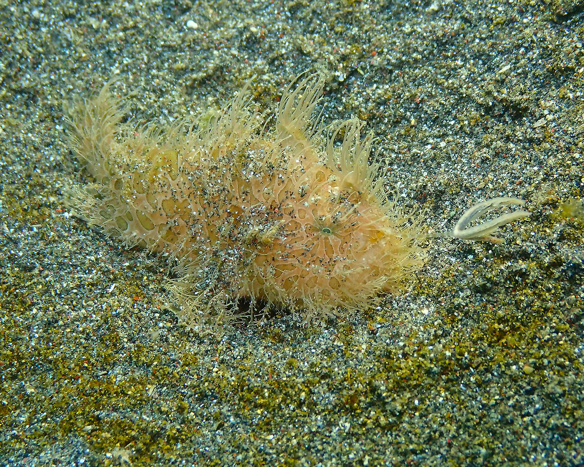 Striated Frogfish - Antennarius striatus- Lure on the hunt Rojos I, Lembeh. Here&#039;s what the curly &#039;hairdo&#039; is really for: it is located at the tip of an antenna-like appendage that the frogfish extends and stirs in the water in front of it to attract small fishes. If fast enough it will make a sudden opened mouth motion forward when the fish is distracted by the lure and this way it will catch it. My husband made a video of the stirry lure. I think this frogfish did not get a prey this time. He was a juvenile practicing. I hope he will have catched enough later on to become bigger. He was very close to where the big hairy frogfish -on other pictures posted- was placed so it is likely a son/daughter of this one. Antennarius striatus,Geotagged,Indonesia,Spring,Striated frogfish