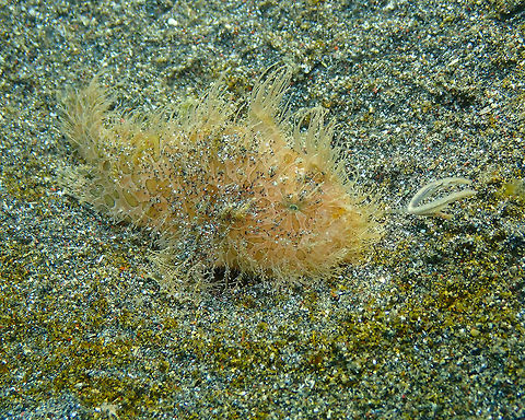 Striated Frogfish - Antennarius striatus- Lure on the hunt Rojos I, Lembeh. Here's what the curly 'hairdo' is really for: it is located at the tip of an antenna-like appendage that the frogfish extends and stirs in the water in front of it to attract small fishes. If fast enough it will make a sudden opened mouth motion forward when the fish is distracted by the lure and this way it will catch it. My husband made a video of the stirry lure. I think this frogfish did not get a prey this time. He was a juvenile practicing. I hope he will have catched enough later on to become bigger. He was very close to where the big hairy frogfish -on other pictures posted- was placed so it is likely a son/daughter of this one. Antennarius striatus,Geotagged,Indonesia,Spring,Striated frogfish