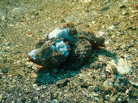 Flasher scorpionfish -Scorpaenopsis macrochir Nudi Falls, Lembeh. Flasher scorpionfish,Geotagged,Indonesia,Scorpaenopsis macrochir,Spring