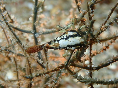 Xenocarcinus conicus Nudi Falls, Lembeh. Conical Spider Crab,Geotagged,Indonesia,Spring,Xenocarcinus conicus