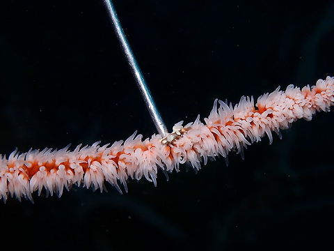 Xenocarcinus tuberculatus Nudi Falls, Lembeh. Trying to uncover the crab from its hiding in a whip coral. Geotagged,Indonesia,Spring,Xenocarcinus tuberculatus
